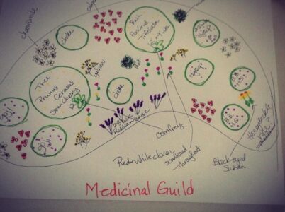 Designing a Medicinal Guild Image